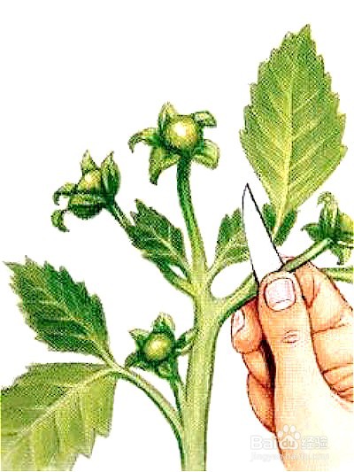 大丽花种植时间和方法