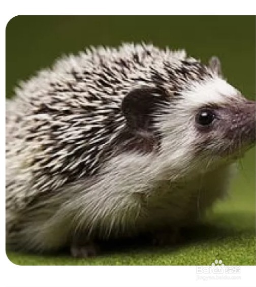 刺猬怎么繁殖后代