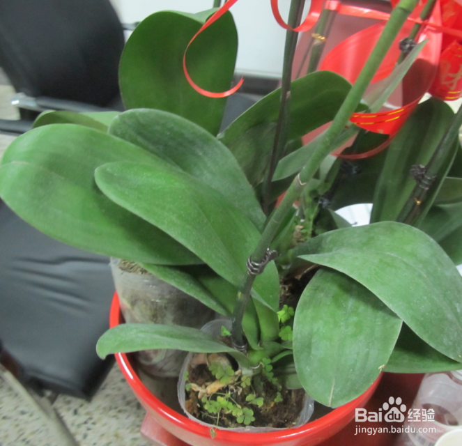 如何种好兰花