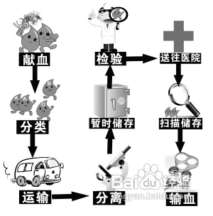 献血前注意事项