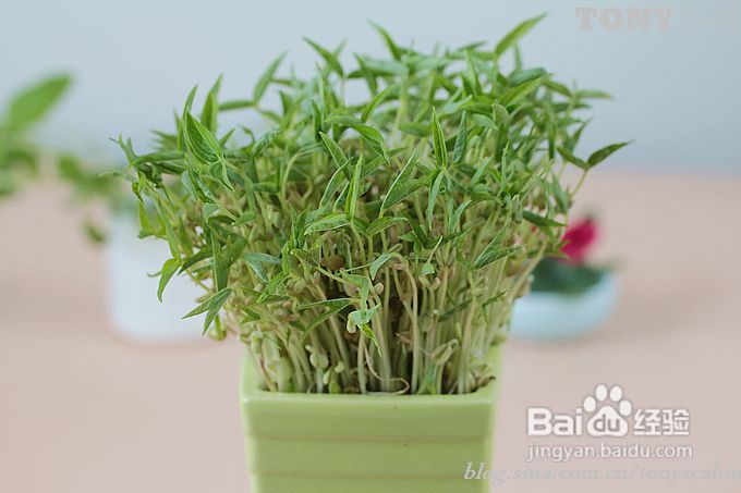 上班族在办公室里就可以“开心农场”----煮夫教你种豆苗吃豆苗