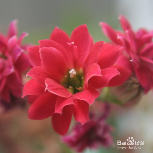 在秋天修剪长寿花的时候需要注意哪些？