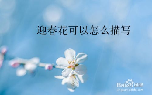 迎春花可以怎么描写