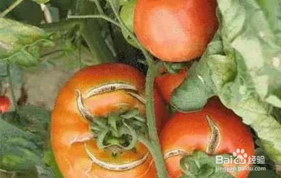 西红柿后期防止裂果方法