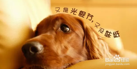 如何平稳度过宠物发情期!
