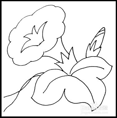 怎样画简笔画（花卉）：[7]牵牛花