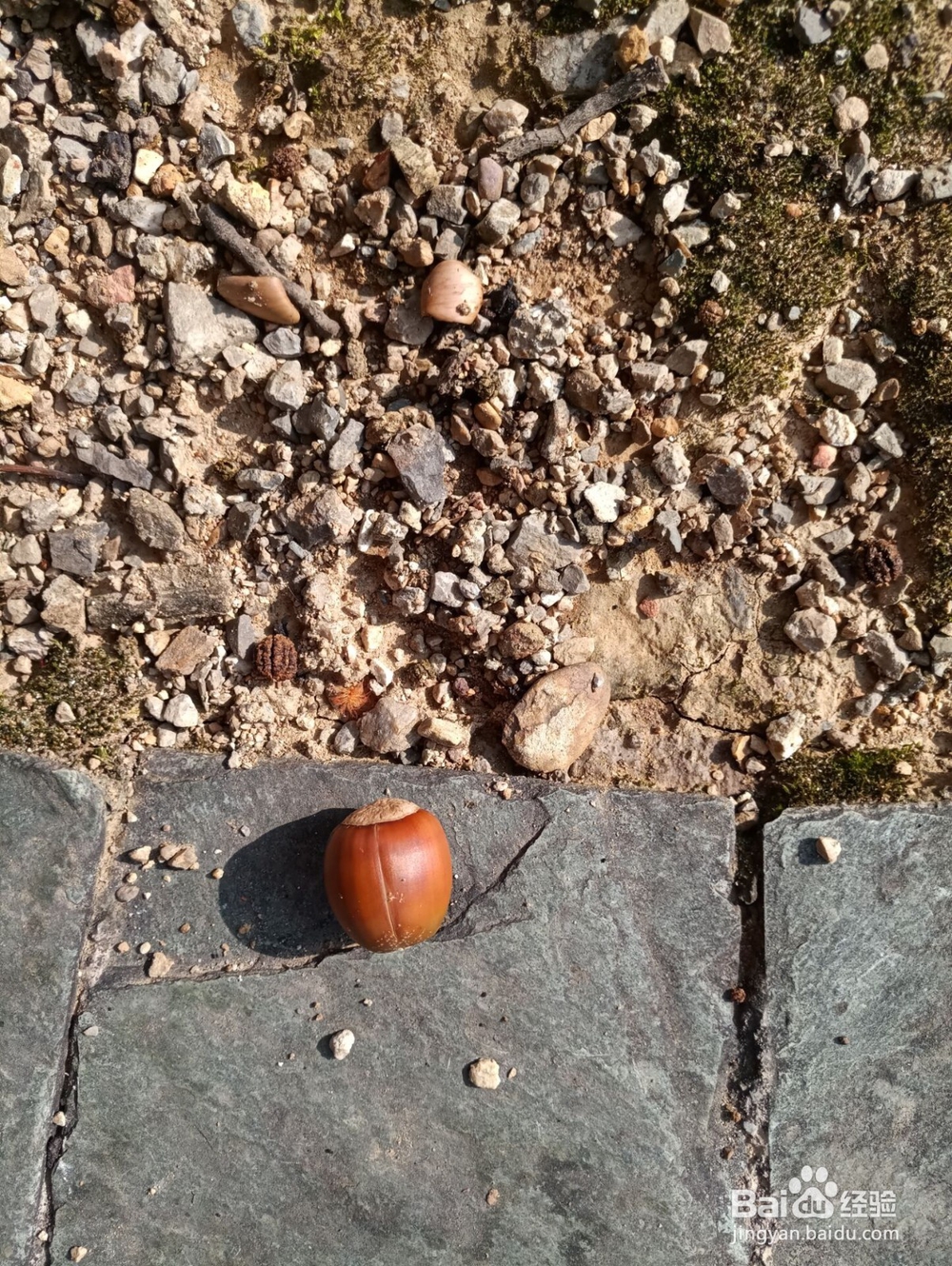 云南游之保山市太保山森林公园