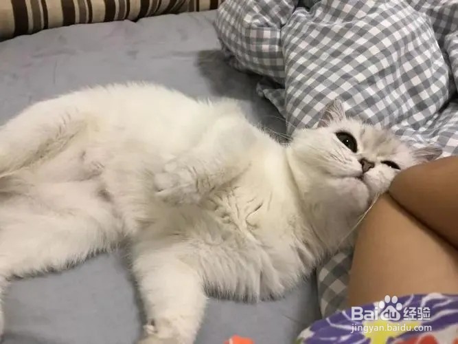 配猫母猫太凶不配合怎么办