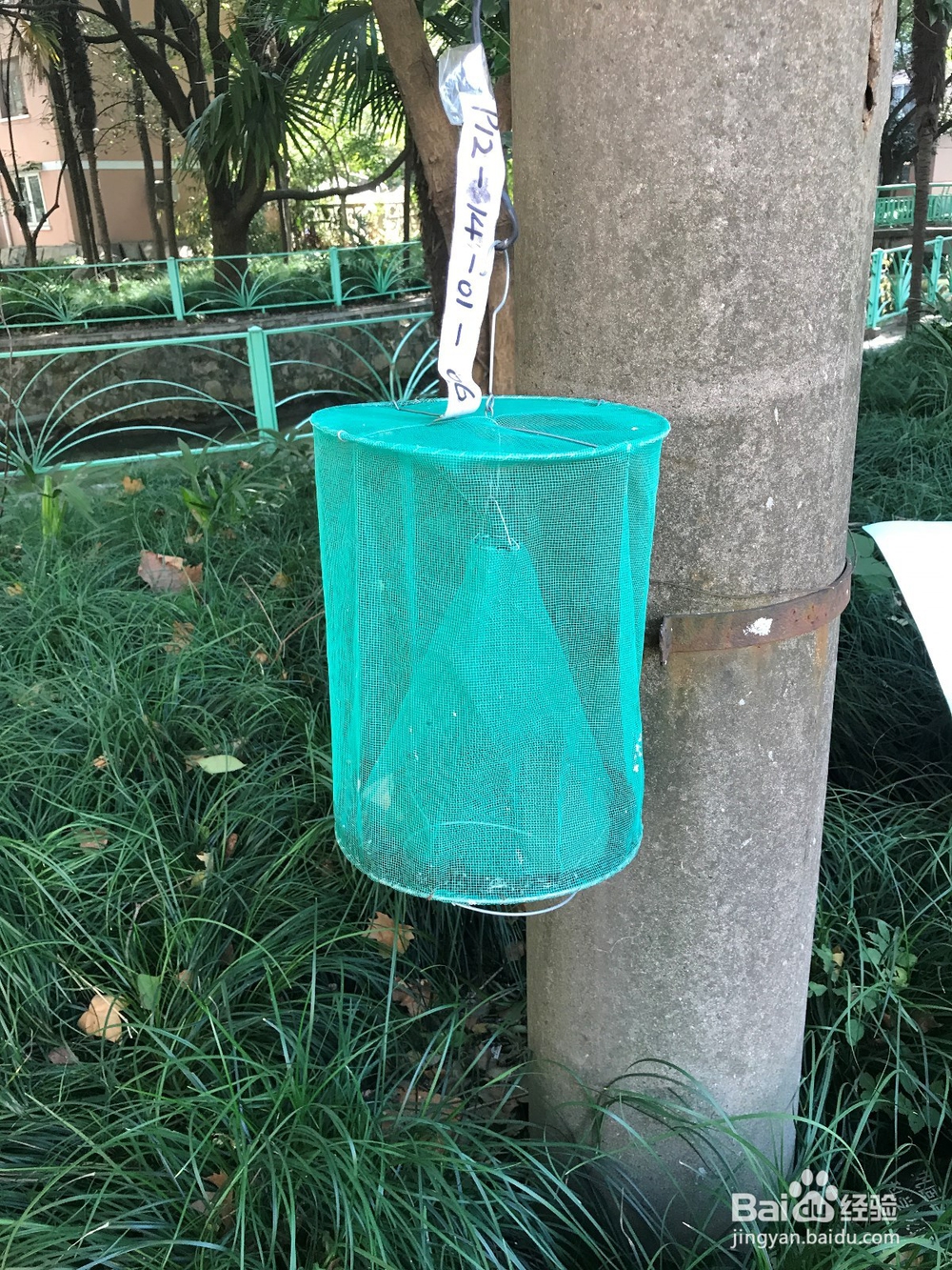 如何收起装满苍蝇尸体的苍蝇笼子(捕蝇笼)?