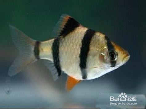 新手适合在家里养哪些观赏鱼？