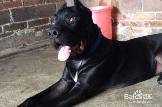 卡斯罗犬怎么看纯不纯种怎么分别