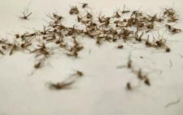 夏天怎么有效驱蚊?