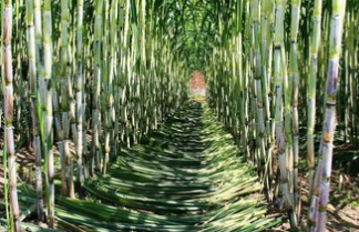 不适宜空腹下进食的水果