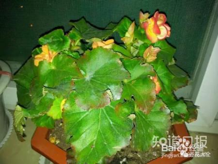 这些花那么好看，却总被你养死，怎么回事