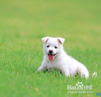 狗狗预防接种的注意事项