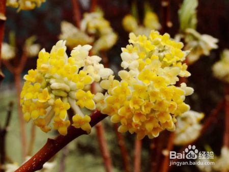 植物界的“网红”结香究竟有什么魔力?