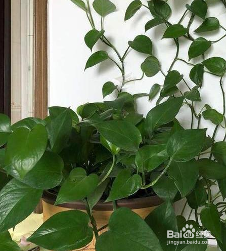 冬天养绿萝的小妙招