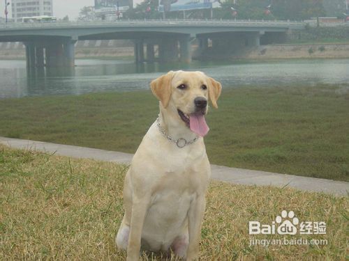 如何挑选拉布拉多
