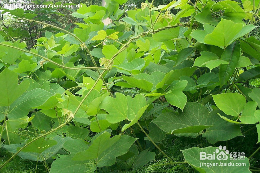 葛根粉养生美容