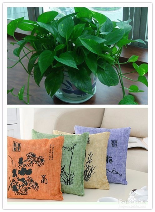 除甲醛最有效方法