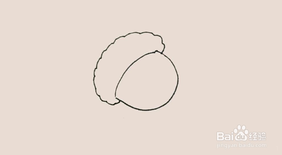“橡果”怎么画
