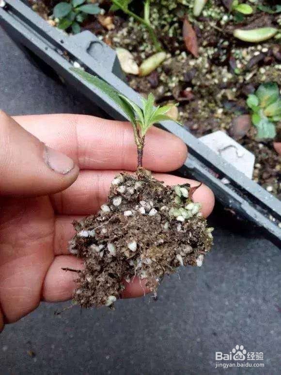 花谢后，剪下“花后枝”，插土里，来年花满盆！