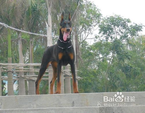 如何挑选杜宾犬