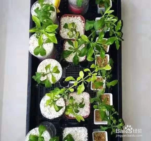 花儿要穷养，丢阳台不管，越少浇水，长得越旺