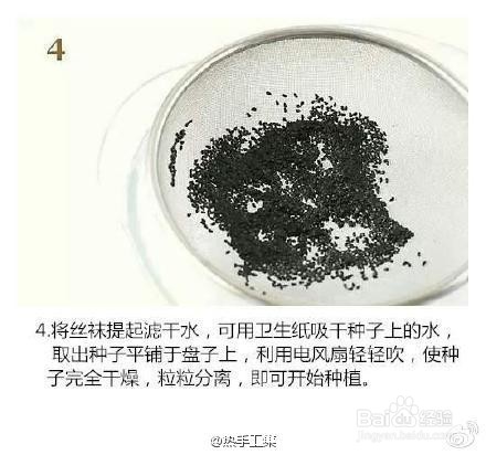 火龙果小盆栽种植