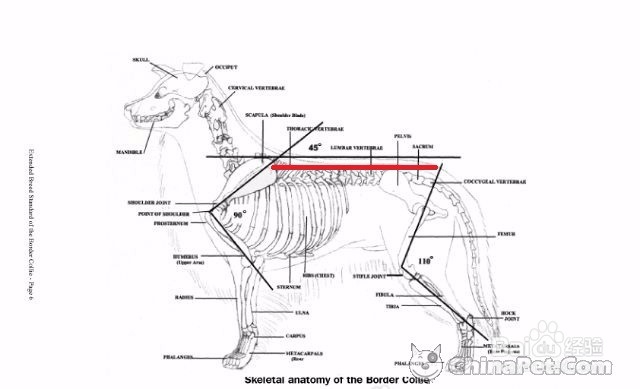 怎样挑选边境牧羊犬？