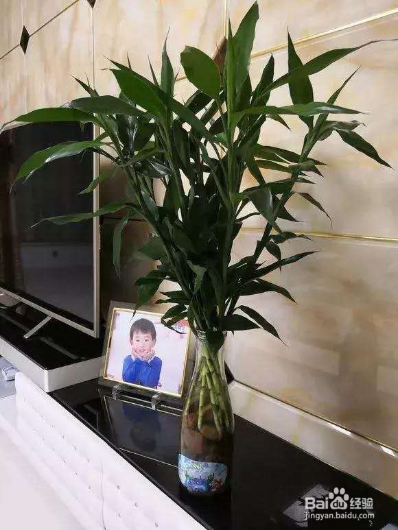 富贵竹巴西木,春天剪1刀插水里,生根快!