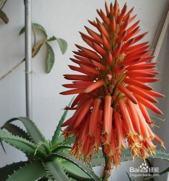 14种植物放入室内的奇异功效----一定要看哟