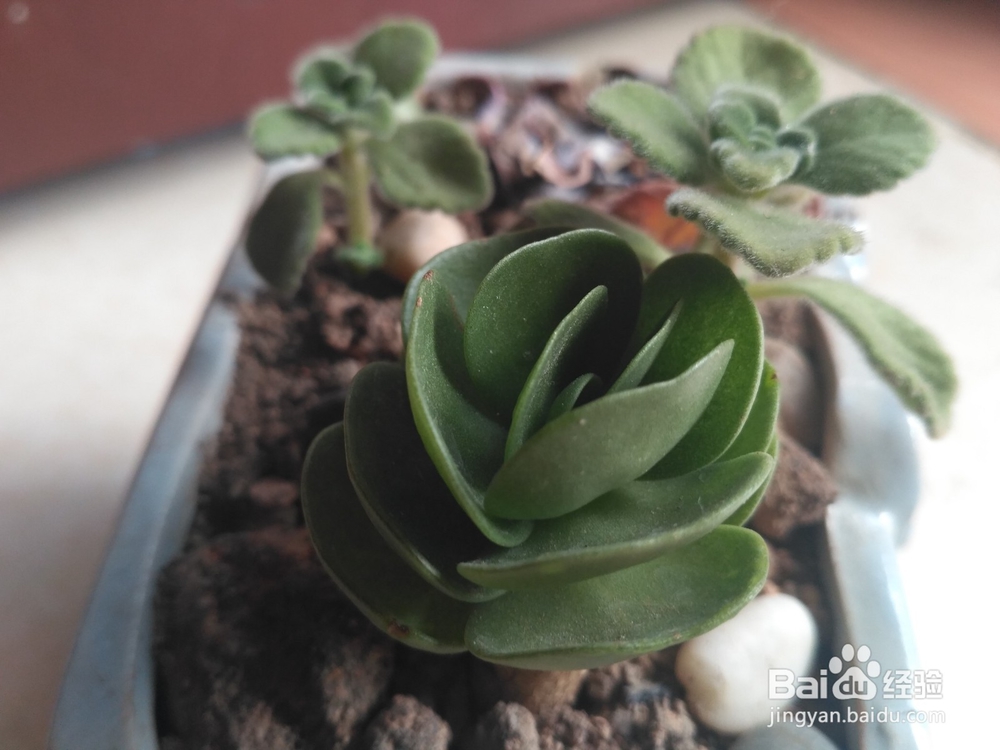 多肉植物的怎么养殖