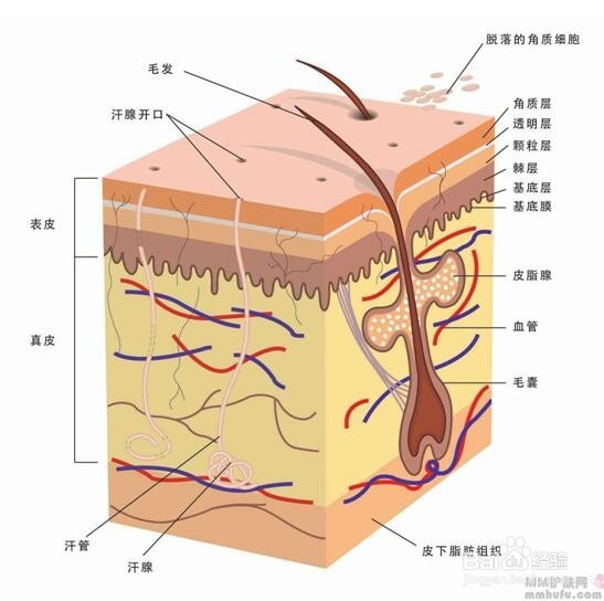痘痘是如何形成的