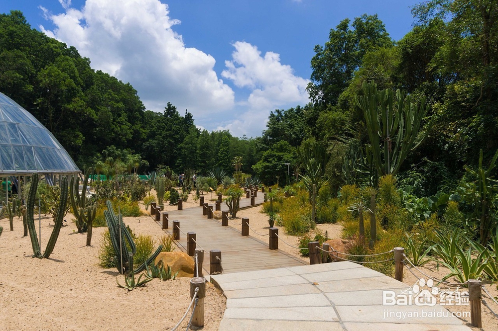 梧桐山的旅游攻略