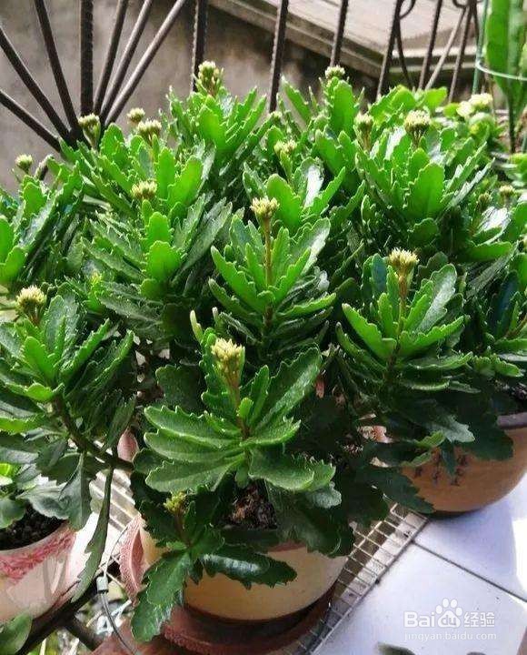长寿花怎么养枝干才能粗壮