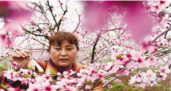 桃树授粉的最佳时间和方法