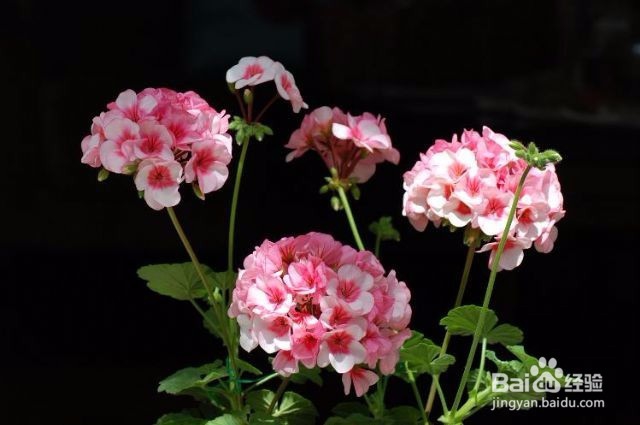 卧室适合养什么花或植物?卧室植物选择注意事项