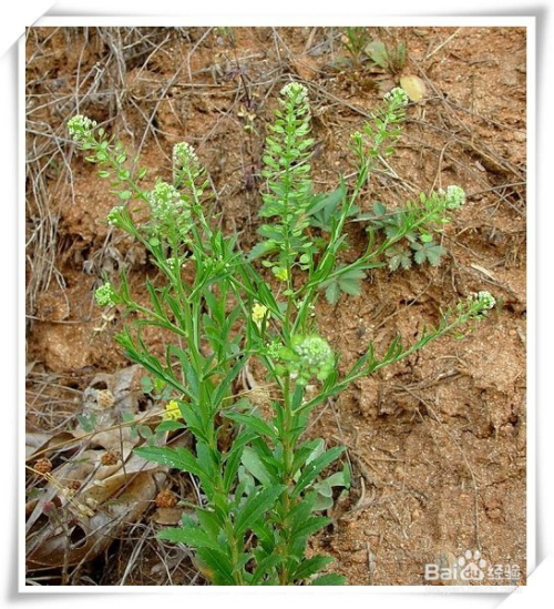 葶苈的功效和作用