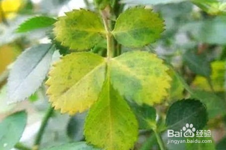 月季黄叶有哪些原因?