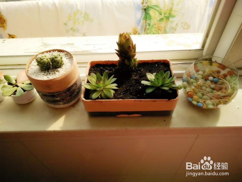 如何养好多肉
