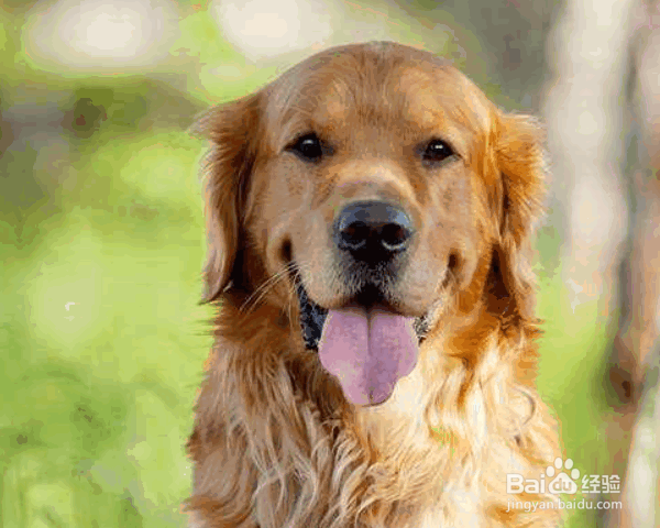 训练金毛犬的原则