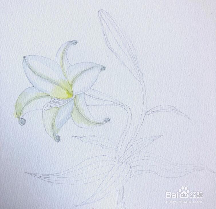 简单的水彩画教程，水彩画百合花步骤图解