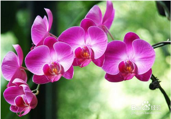 蝴蝶兰茎变黄该如何解决