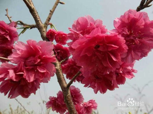 牡丹樱花除草施肥技巧