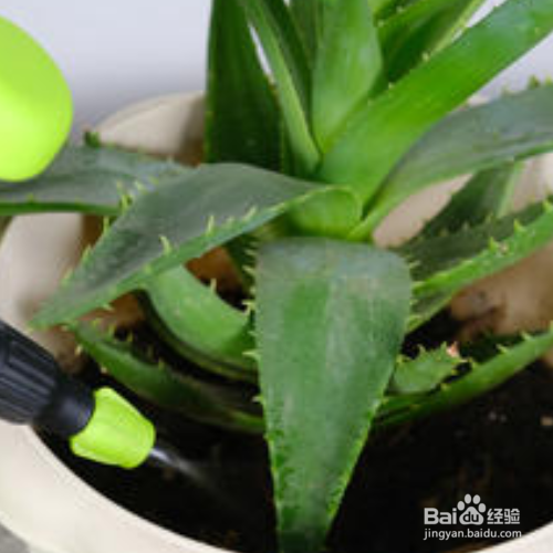 芦荟灌肤的手法及流程