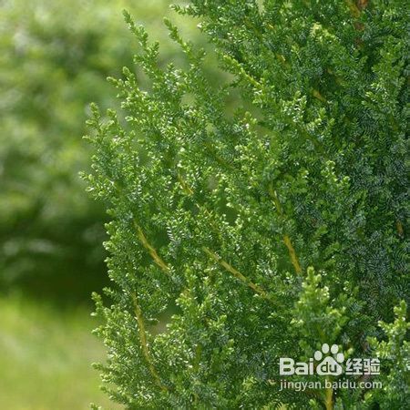 不同精油的护肤效果