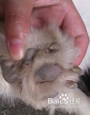 怎么处理狗狗不喜欢剪指甲