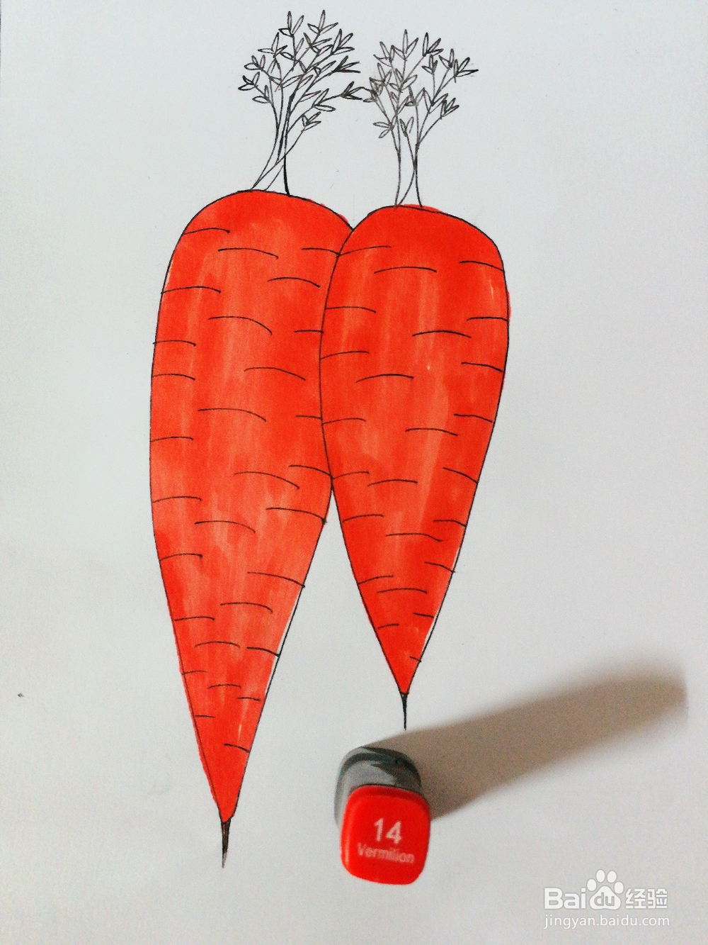 手绘两根胡萝卜卡通绘本插图