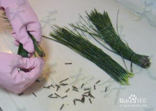 水果酵素_松针酵素制作